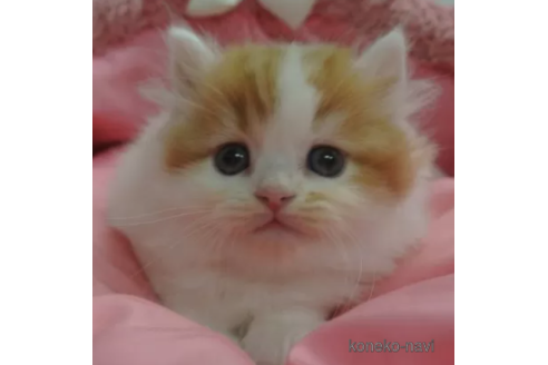 成約済の東京都のスコティッシュフォールド-104276の1枚目